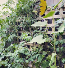 Load image into Gallery viewer, Grow your own sunflower kits 🌱🌻