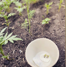 Load image into Gallery viewer, Grow your own sunflower kits 🌱🌻